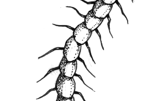 centipede