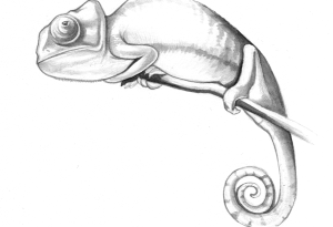 chameleon