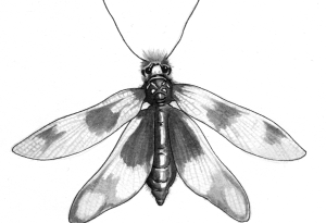 insecte1