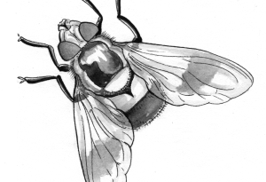 insecte2