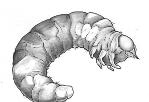 insecte3