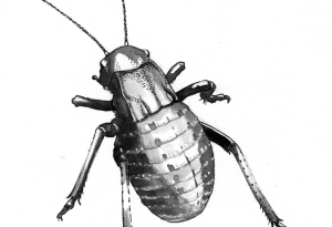 insecte4