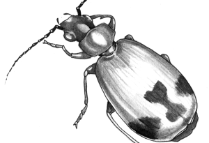 insecte5