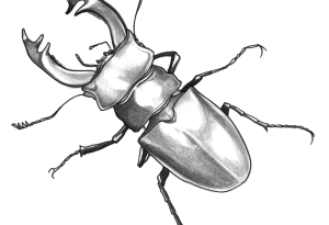 insecte6
