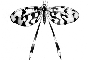 insecte7