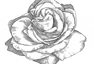 rose4