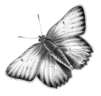 papillon-mini